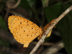 Pentila tropicalis fuscipunctata