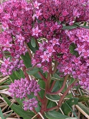 Hylotelephium telephium