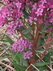 Hylotelephium telephium