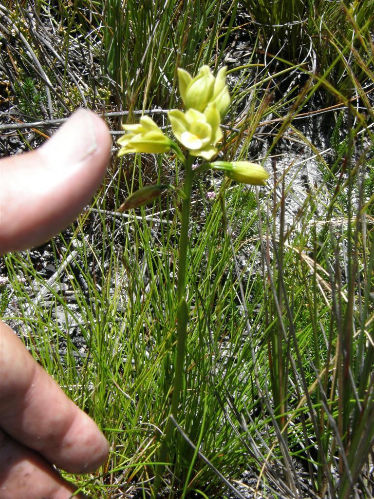 Eulophia tabularis