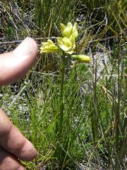 Orthochilus tabularis