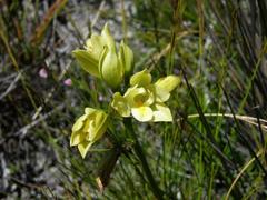 Orthochilus tabularis