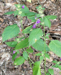 Galeopsis pubescens