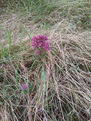 Hylotelephium telephium