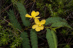Chamaecrista comosa