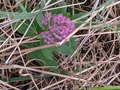 Hylotelephium telephium