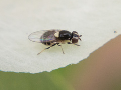 Thaumatomyia grata