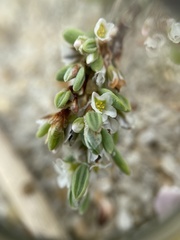 Polygonum glaucum