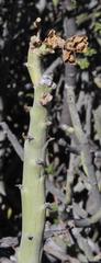 Euphorbia dregeana