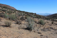 Euphorbia dregeana