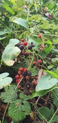Rubus ulmifolius