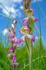 Disperis cooperi