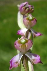 Disperis cooperi