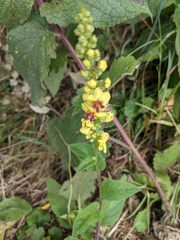 Verbascum nigrum