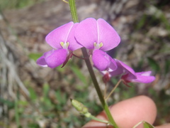 Desmodium batocaulon