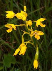 Eulophia odontoglossa