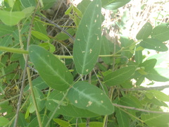 Desmodium batocaulon