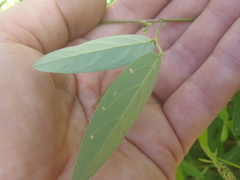 Desmodium batocaulon