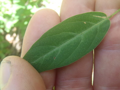 Desmodium batocaulon