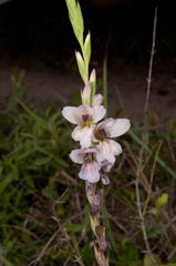 Gladiolus woodii