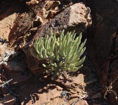 Tylecodon wallichii ecklonianus