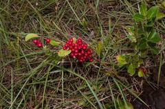 Gymnosporia markwardii