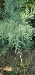 Tamarix dalmatica