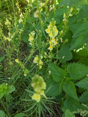Linaria