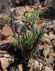 Senecio sarcoides