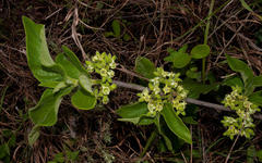 Vangueria venosa