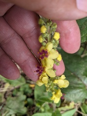 Verbascum nigrum