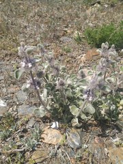 Marrubium supinum