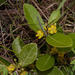 Salacia kraussii - Photo (c) Francois du Randt, algunos derechos reservados (CC BY-NC)