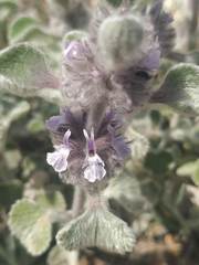 Marrubium supinum