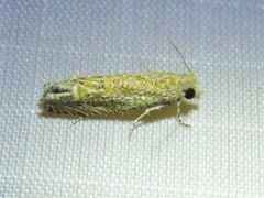 Pelochrista comatulana