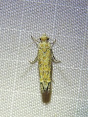 Pelochrista comatulana