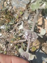 Marrubium supinum