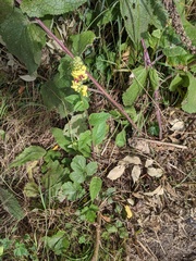 Verbascum nigrum