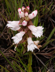 Satyrium sphaerocarpum