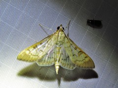 Mimorista subcostalis