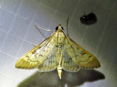 Mimorista subcostalis