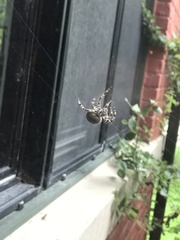 Araneus bicentenarius