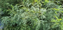 Amorpha fruticosa