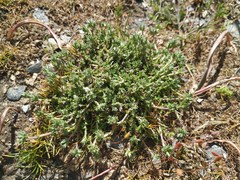 Arenaria armerina