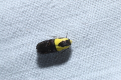 Rectiostoma xanthobasis