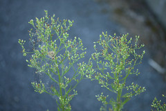 Erigeron floribundus