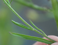 Erigeron floribundus