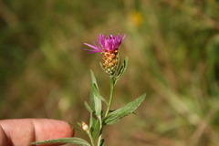 Centaurea jacea