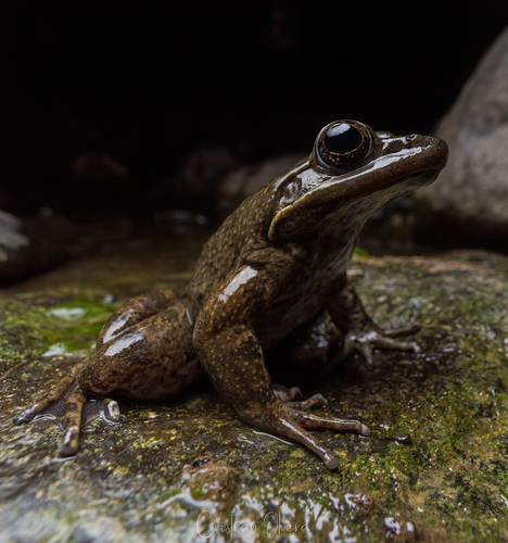 Moore's Frog