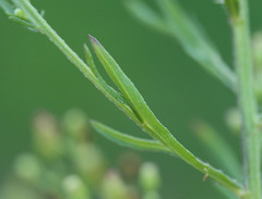 Erigeron floribundus